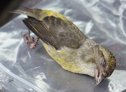 Red Crossbill_Ken Hook_1.jpg