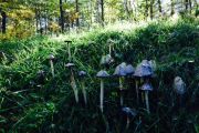 110. Mushroom magic (Janelle Hudgin) 110. Mushroom magic (Janelle Hudgin)