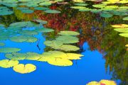 17. Lilypads in Sun (Judith Coulter) 17. Lilypads in Sun (Judith Coulter)