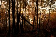 Honourable Mention - Fall Sunrise (Tyler Dearden)