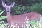 83. Jacques Bay Rd. Deer (Penny Wall) 83. Jacques Bay Rd. Deer (Penny Wall)