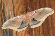 moth_blake_island_skootamatta_lake_june_3_2011_2N.jpg