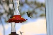 36. Hummingbird in Flight (Amanda) 36. Hummingbird in Flight (Amanda)