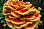 65. Chicken of the Woods 1 (Joanne Volpe) 65. Chicken of the Woods 1 (Joanne Volpe)