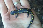 78. Yellow-Spotted Salamander (Joel Arthurs) 78. Yellow-Spotted Salamander (Joel Arthurs)