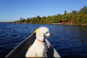 118. The Last Canoe Ride (Dave Collins) 118. The Last Canoe Ride (Dave Collins)