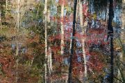15. Swamp Reflections 1 (Judith Coulter) 15. Swamp Reflections 1 (Judith Coulter)