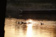 Loons in bay (Thilo Brass) Loons in bay (Thilo Brass)
