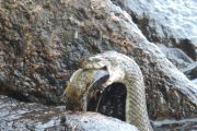 24. Fish and Snake (Paul and Renee Salden) 24. Fish and Snake (Paul and Renee Salden)