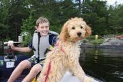 23. A boy takes the pup for a first tour (L. Cole) 23. A boy takes the pup for a first tour (L. Cole)