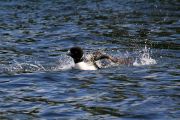 148. Playing in the Water (Jason Field) 148. Playing in the Water (Jason Field)