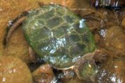 turtle-under-water.jpg