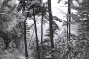 65. Fall snow (Bill Blake) 65. Fall snow (Bill Blake)