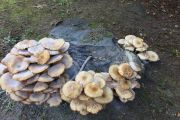 1. Bouquet of Mushrooms (Joel Arthurs) 1. Bouquet of Mushrooms (Joel Arthurs)