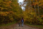 32. Fall walks (Leila Riddell) 32. Fall walks (Leila Riddell)