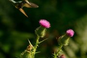 Honourable Mention - Hummingbird Approaching Thistle (Tyler Dearden)