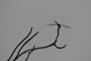54. Dragonfly (Bob Perin) 54. Dragonfly (Bob Perin)