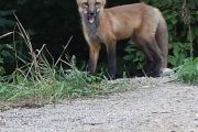 82. Baby fox (Penny Wall) 82. Baby fox (Penny Wall)