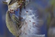 Milkweed (Judith Coulter) Milkweed (Judith Coulter)