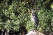 139. Great Blue Heron (Adam Schiefer) 139. Great Blue Heron (Adam Schiefer)