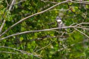 74. King on a branch (Tyler Dearden) 74. King on a branch (Tyler Dearden)