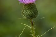 thistle_and_bee2_n.jpg