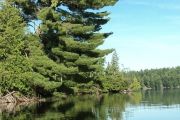 Majestic pine upper lake skootamatta (Joanne Volpe) Majestic pine upper lake skootamatta (Joanne Volpe)