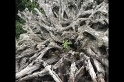 17. 'New Growth Top Of The Narrows'