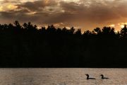 31. OUR EVENING SWIM (Don Bailey) 31. OUR EVENING SWIM (Don Bailey)