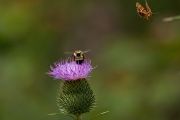 thistle_bee_moth_5x7_n.jpg