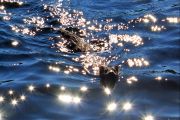 A Mink Came to Visit (Sue Miller) A Mink Came to Visit (Sue Miller)