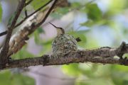 35. Nesting (Amanda) 35. Nesting (Amanda)