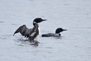 8. Loon Pair (Tyler Dearden) 8. Loon Pair (Tyler Dearden)