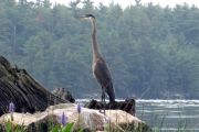 heron-at-skootamatta.jpg