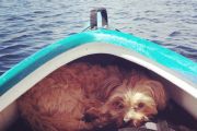 69. It's a Dog's Life (Alison Cote) 69. It's a Dog's Life (Alison Cote)
