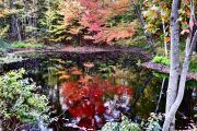 At the Pond-Hughes Landing Road (Judith Coulter) At the Pond-Hughes Landing Road (Judith Coulter)