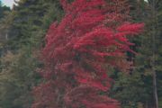 64.  'Lady in Red'