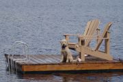 Bailey on the raft! (Daphne Williams) Bailey on the raft! (Daphne Williams)