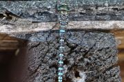 107. Turquoise Dragonfly (Dave Collins) 107. Turquoise Dragonfly (Dave Collins)