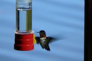 63. Hummingbird (Kathy) 63. Hummingbird (Kathy)