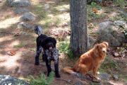 Buddies - Sisko and Casey (Sandra Clark) Buddies - Sisko and Casey (Sandra Clark)