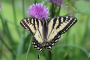 72. Swallowtail (Tricia) 72. Swallowtail (Tricia)