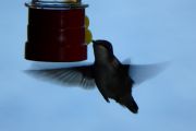 64. Hummingbird (Kathy) 64. Hummingbird (Kathy)