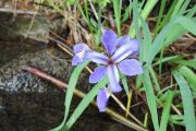 55. Iris (Bob Perin) 55. Iris (Bob Perin)
