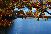 34. Sunshine in the leaves (Leila Riddell) 34. Sunshine in the leaves (Leila Riddell)