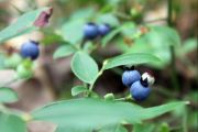 Blueberries (Sue Miller) Blueberries (Sue Miller)