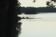 11. Moose leaving water, moving on to island (Susan Willemsen) 11. Moose leaving water, moving on to island (Susan Willemsen)