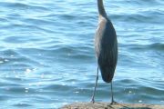 76. enjoying fall - Blue heron (Laurie Carson) 76. enjoying fall - Blue heron (Laurie Carson)