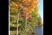 80. Fall colours (Nienke Smith) 80. Fall colours (Nienke Smith)