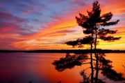 Tree Aflame 330 x 247.jpg
